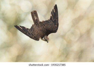 Saker Falcon, Falco Cherrug, In Flight Hunting And Diving In A Forest