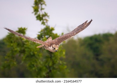 Saker Falcon, Falco Cherrug, In Flight Hunting And Diving In A Forest