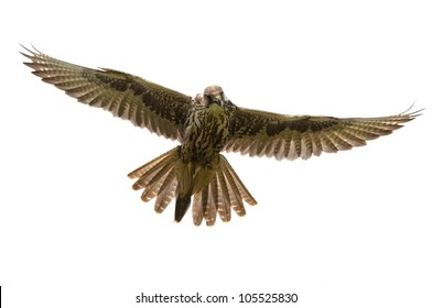Saker Falcon in flight on white background