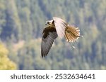 Saker falcon flying in a falconry show. Wings flapping. Blurry green brown trees in the background. Photo taken from the side.