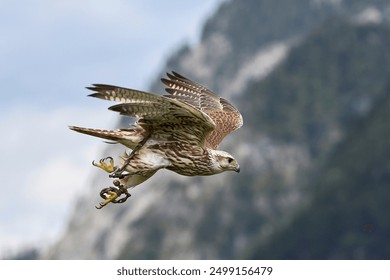 Saker Falcon flying stretched falconry