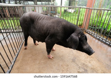 Sakon Nakon Propince, Thailand, 2010 : Black Pig Species Imported From China To Grow In The Royal Project Of North-east Thailand. Thai Farmer Can Make A Lot Of Money By Selling It.