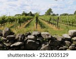 Sakonnet Vineyards in Little Compton, Rhode Island