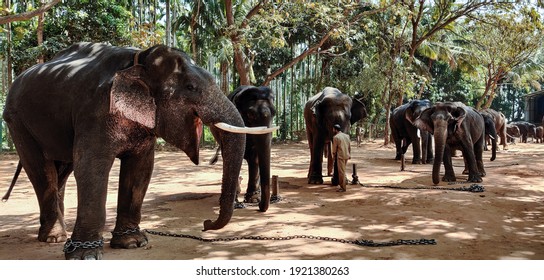 Sakrebailu, KA India - Group of Elephants standing at Sakrebailu Elephant Training Camp near Shimoga in Karnataka under the watchful eye of their Mahouts. Many tourists visit to watch this view.