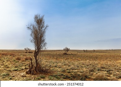 Saksaul - One Of The Few Desert Plants. The Kara Kum Desert, Kazakhstan