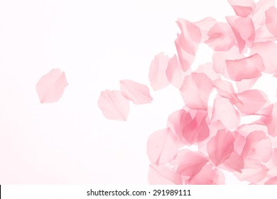 桜 花びら イラスト の写真素材 画像 写真 Shutterstock