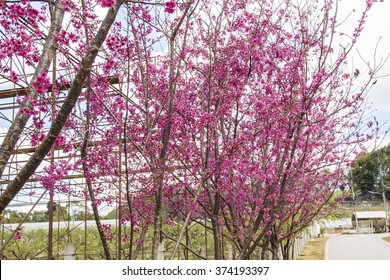 sakura