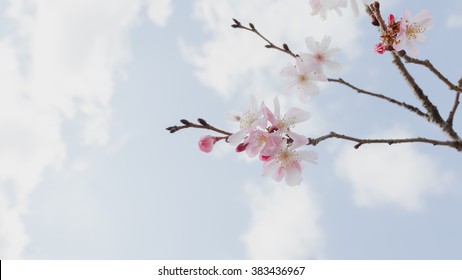 sakura
