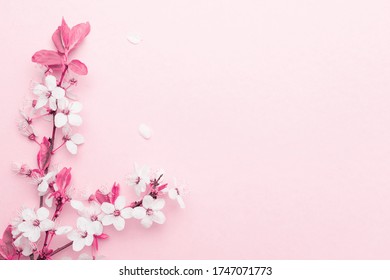 Sakura background with flower blossom and April floral nature on pink. Beautiful scene with blooming tree. Easter Sunny day. Orchard abstract blurred background. Springtime.