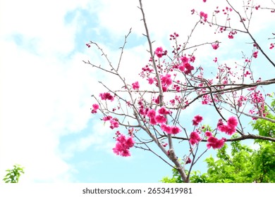 sakura bloom on a leafless tree against a clear sky background.