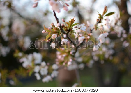 Similar – blooming buds of pink roses on a lilac background