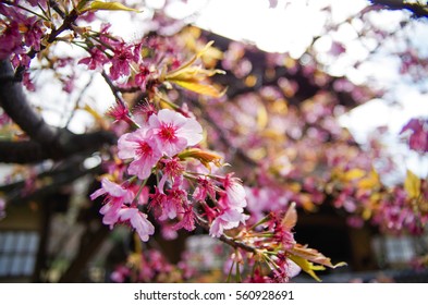 Sakura, Blossom Of Kyoto, Shoseien