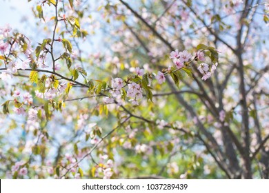 Anastasiia Cherniavskaias Nature Set On Shutterstock - 