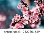 Sakura blossoms in full bloom look so beautiful