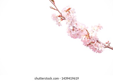 Sakura Branch Isolated On White Background