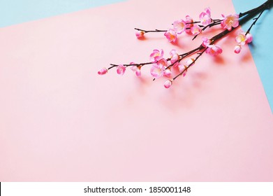 Sakura Branch On A Soft Color Pink Background. Chinese New Year Mockup, Free Space For Text