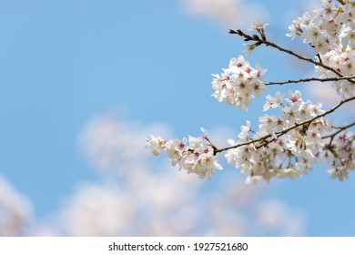 桜 月 の写真素材 画像 写真 Shutterstock