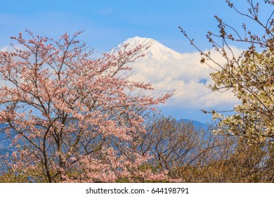 Sakura cherry blossom close up with mount Fuji background at Shizuoka, Japan