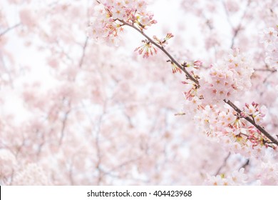 桜 可愛い の写真素材 画像 写真 Shutterstock