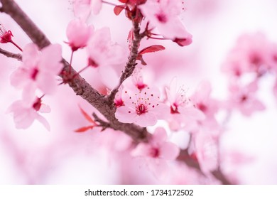 Sakura Cherry Blossom Flower Spring - Shutterstock ID 1734172502