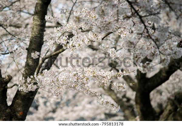 Sakura Cherry Blossom Flower Spring Season Stock Photo Edit Now