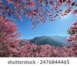 Sakura cherry blossom frame at Smagus tribe, Hsinchu, Taiwan