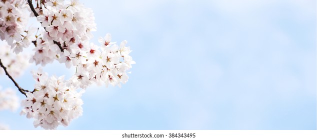 Sakura , Cherry Blossom In Full Bloom