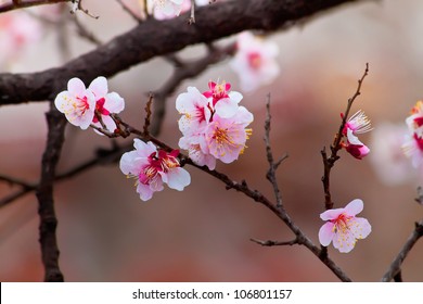 Sakura Cherry Blossom At Kenrokuen Garden In Kanazawa