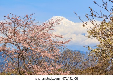 Sakura cherry blossom with mount Fuji landscape at Shizuoka prefecture, japan