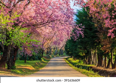 Sakura Or Cherry Blossom On Road At Chiang Mai Thailand