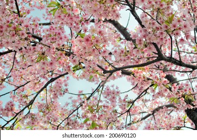 Sakura Cherry Blossom Scientific Name Cerasus Stock Photo 200690120 ...