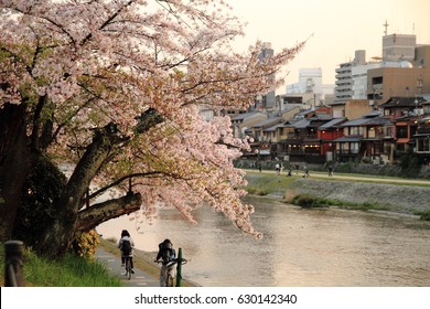 Sakura (cherry blossom trees) of Kamogawa river at evening in Kyoto, Japan