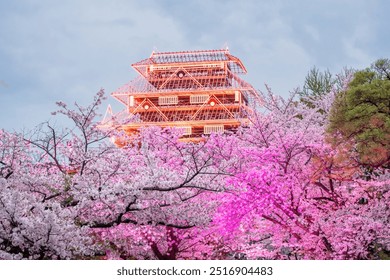 Sakura cherry blossom tunnel tree with colorful light up and Fukuoka Castle ruins Illusions at Maizuru park, Fukuoka, Japan. Famous travel destination to see Illumination castle and garden in spring. - Powered by Shutterstock