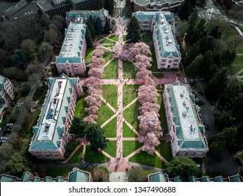 Sakura Cherry Blossom University Of Washington USA