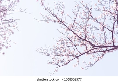 水墨画 桜 の写真素材 画像 写真 Shutterstock