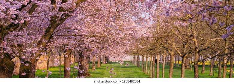 Sakura Cherry blossoming alley, banner. Wonderful scenic park with rows of blossoming cherry sakura trees and green lawn in springtime, Germany. Pink flowers of cherry tree.