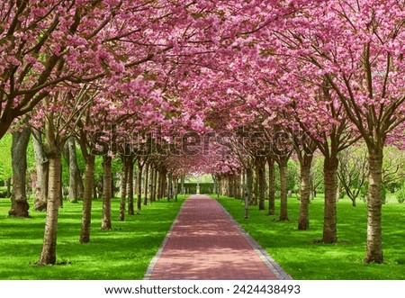 Sakura Cherry blossoming alley. Wonderful scenic park with rows of blooming cherry sakura trees and green lawn in spring. Pink flowers of cherry tree.