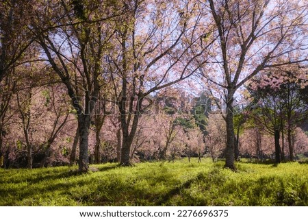 Sakura Cherry blossoming trees in park. morning sun rays in beautiful scenic park with flowering cherry sakura trees and green lawn in field. romantic natural season in Japan or Korea in April