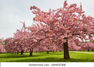 469,380 Cherry Trees Sky Images, Stock Photos & Vectors 