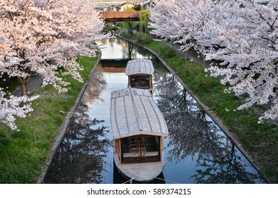 Sakura (cherry blossoms) along canal near Fushimi, Kyoto, Japan.