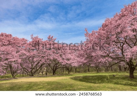 Sakura cherry blossoms in full bloom at the Takato Castle Park in Nagano Prefecture, one of the Japan's Top 100 Cherry Blossom Spots.