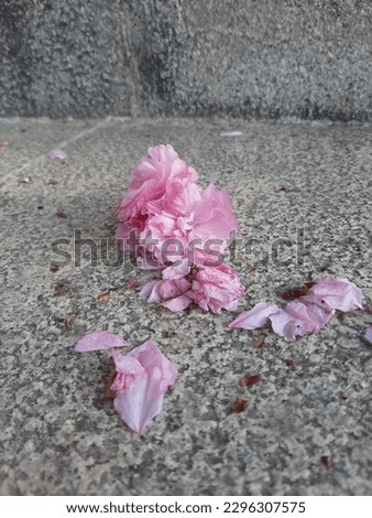 Similar – Foto Bild trauriger abend Blume Rose