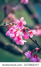 Sakura Flower in Angkhang, Chiang Mai - Shutterstock ID 2272802517