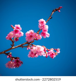 Sakura Flower in Angkhang, Chiang Mai - Shutterstock ID 2272802519