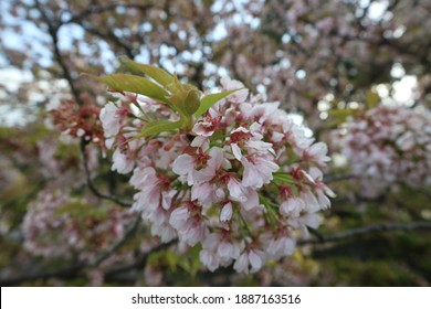 Sakura Flower Blooming In Kyoto Imperial Palace Park