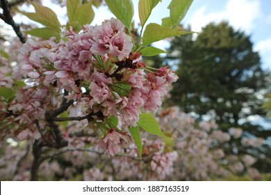 Sakura Flower Blooming In Kyoto Imperial Palace Park