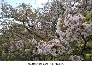 Sakura Flower Blooming In Kyoto Imperial Palace Park