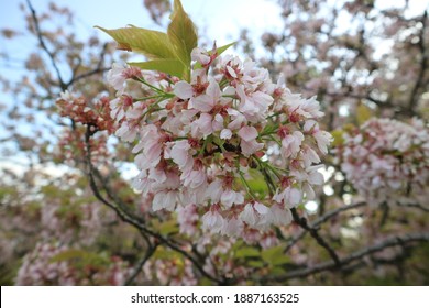 Sakura Flower Blooming In Kyoto Imperial Palace Park