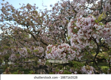 Sakura Flower Blooming In Kyoto Imperial Palace Park