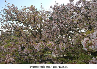 Sakura Flower Blooming In Kyoto Imperial Palace Park